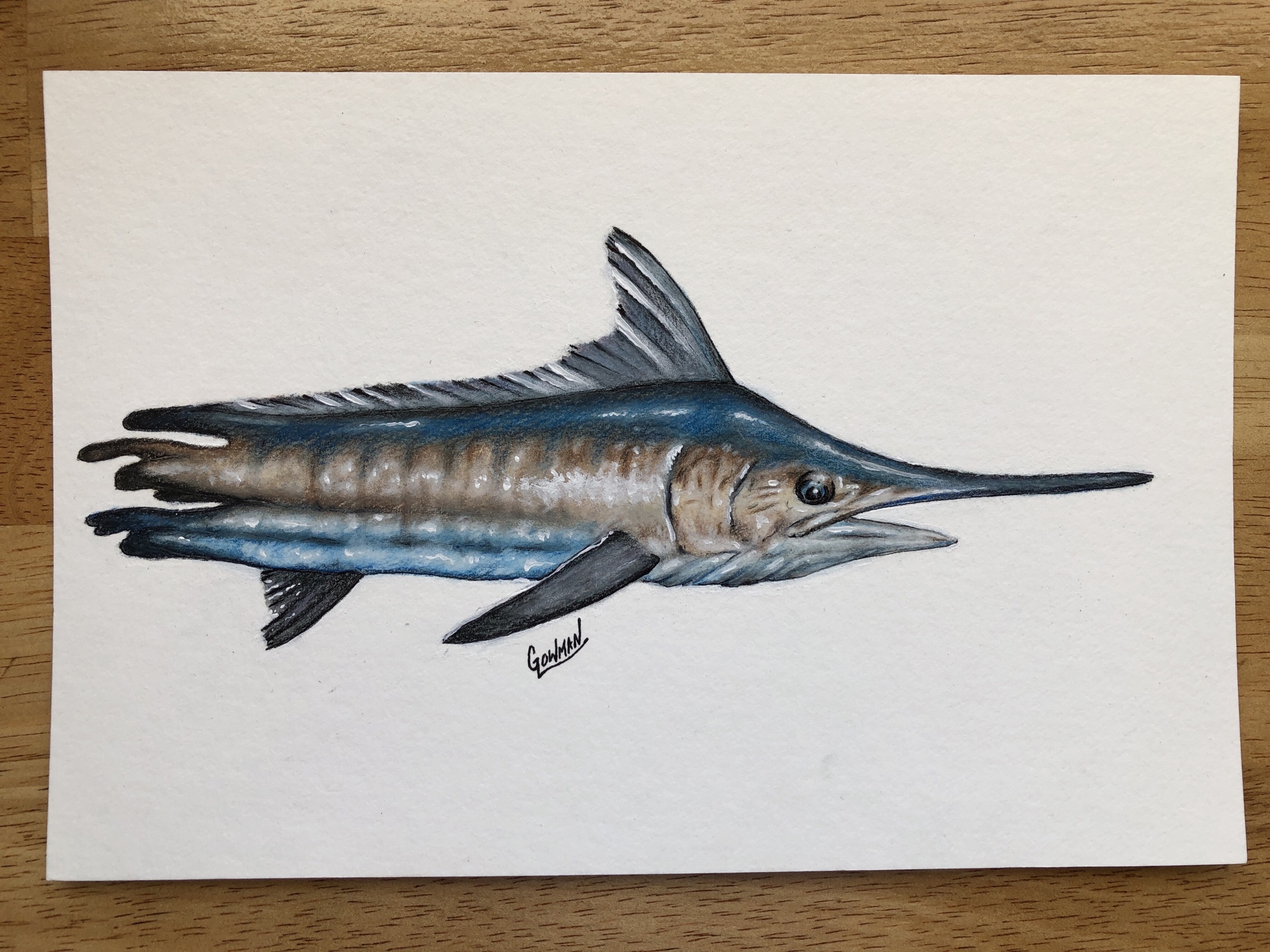 Blue Marlin Drawing at Explore collection of Blue