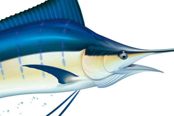 600x400 drawing of a blue marlin on behance - Blue Marlin Drawing