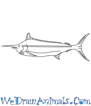 300x350 how to draw a black marlin - Blue Marlin Drawing
