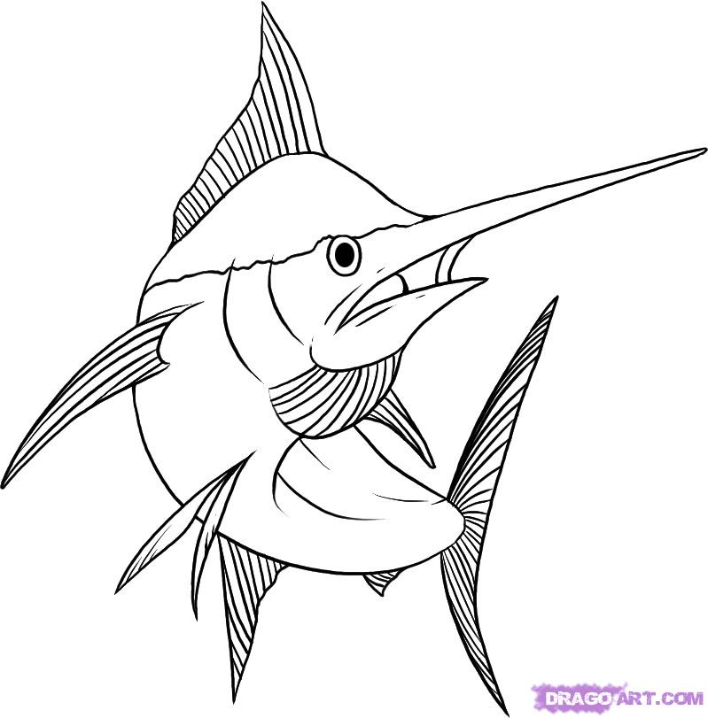 799x811 how to draw a marlin, step - Blue Marlin Drawing