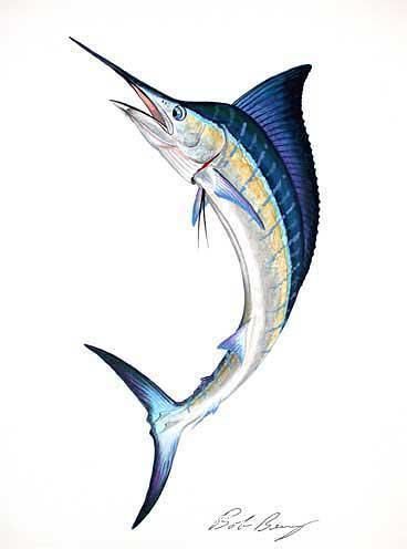 368x496 image result for skeleton drawing of a blue marlin fish wayne - Blue Marlin Drawing