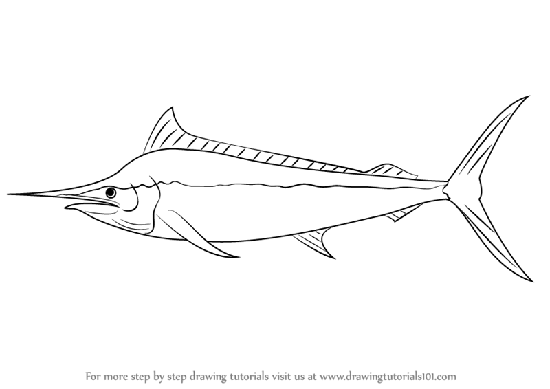 800x566 learn how to draw a black marlin - Blue Marlin Drawing