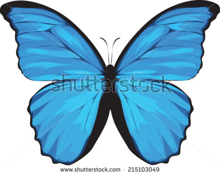 450x358 blue morpho butterfly drawing - Blue Morpho Butterfly Drawing