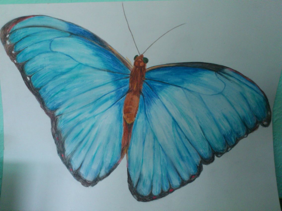 1136x852 blue morpho butterfly drawing butterflies - Blue Morpho Butterfly Drawing
