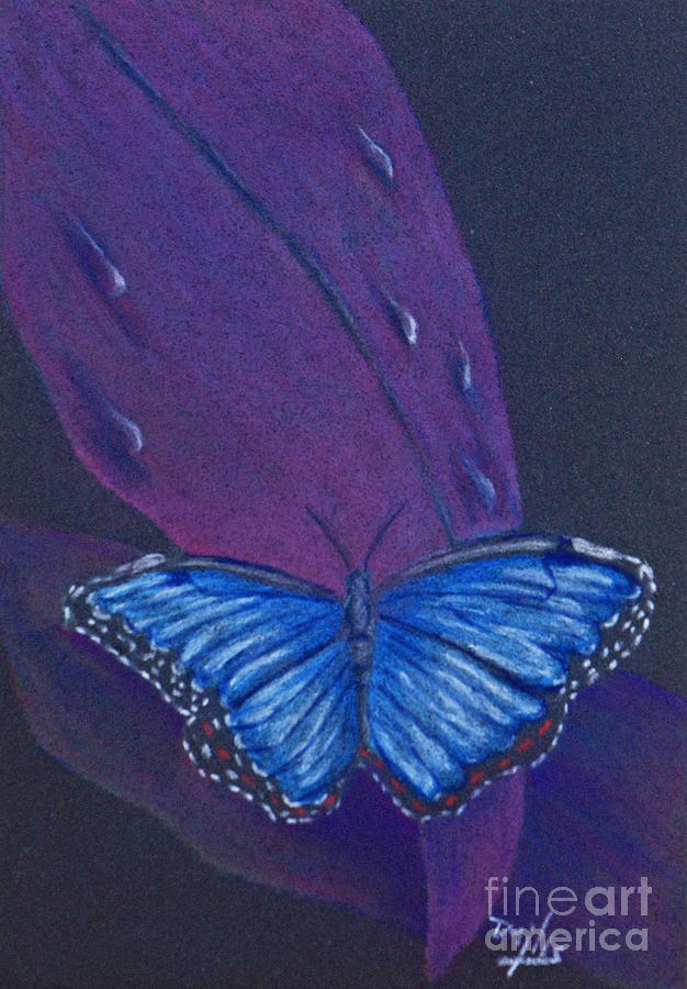 626x900 blue morpho butterfly drawing - Blue Morpho Butterfly Drawing