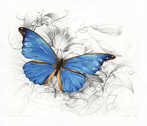 300x257 blue morpho butterfly painting - Blue Morpho Butterfly Drawing