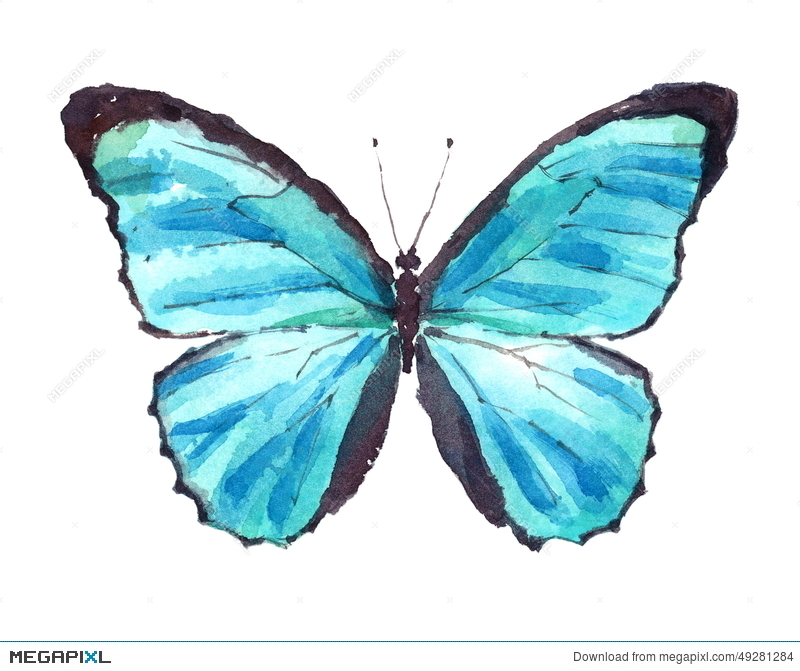 800x671 blue morpho butterfly watercolor hand drawn illustration - Blue Morpho Butterfly Drawing