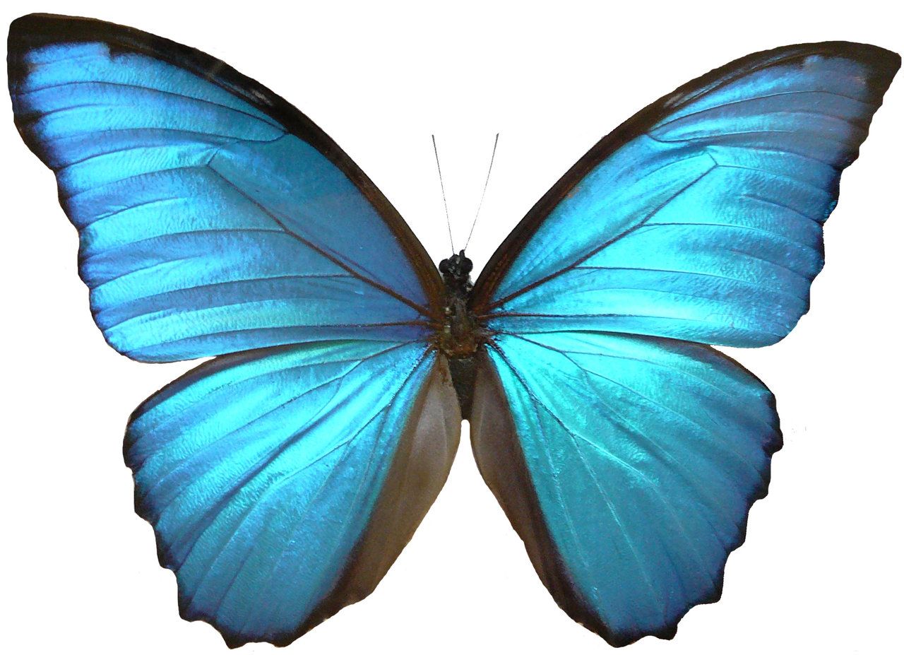1280x927 blue morpho butterfly wings - Blue Morpho Butterfly Drawing