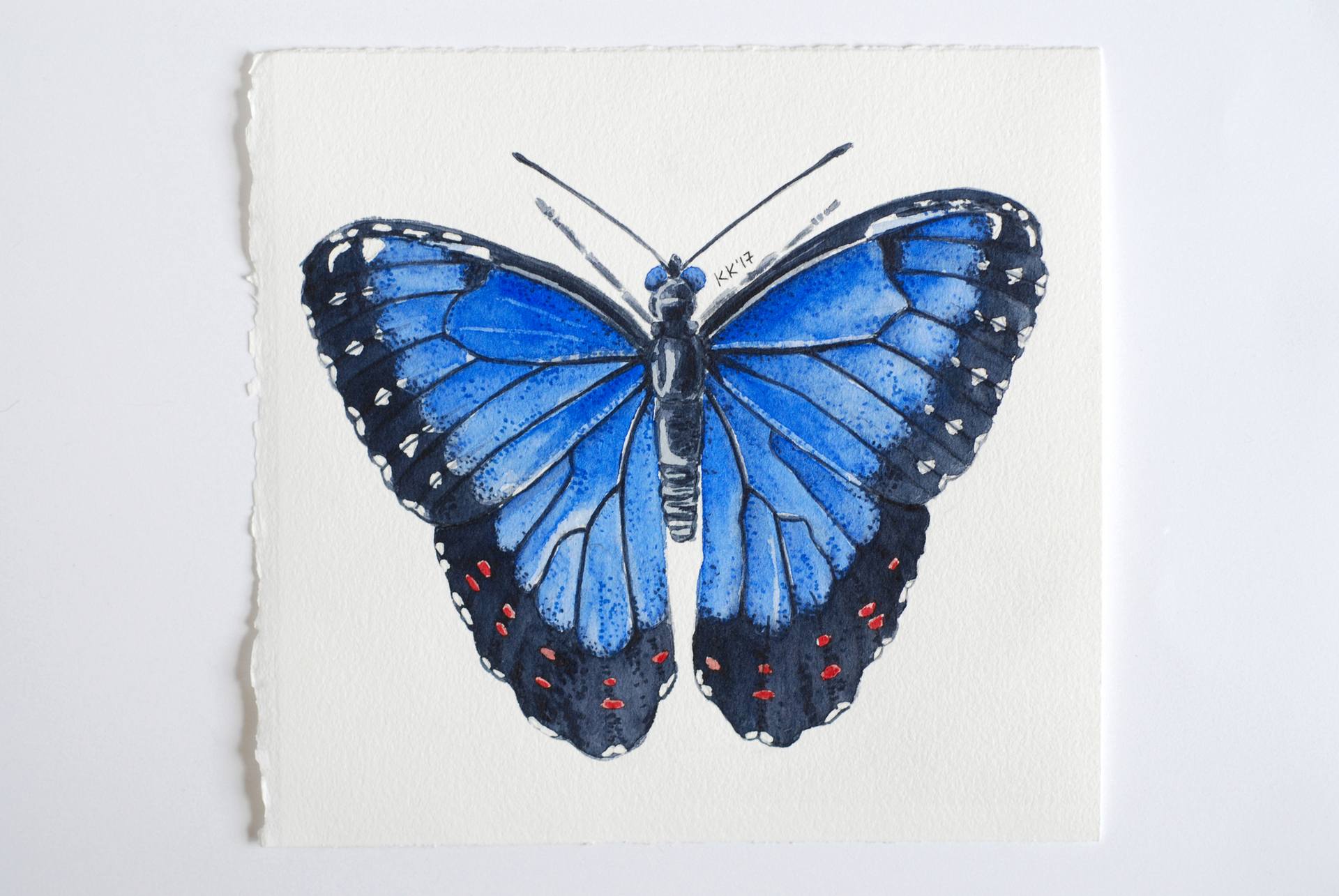 Blue Morpho Butterfly Drawing at Explore