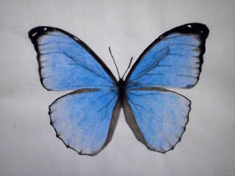 Blue Morpho Butterfly Drawing at PaintingValley.com | Explore ...