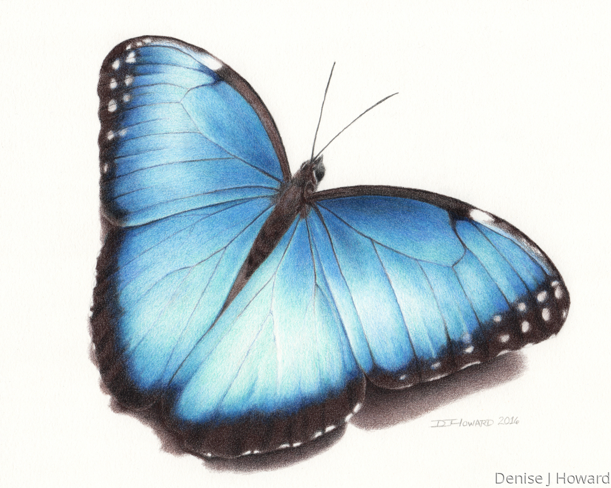 Blue Morpho Butterfly Drawing at PaintingValley.com | Explore ...