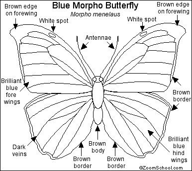 386x344 new blue morpho butterfly coloring sheet - Blue Morpho Butterfly Drawing