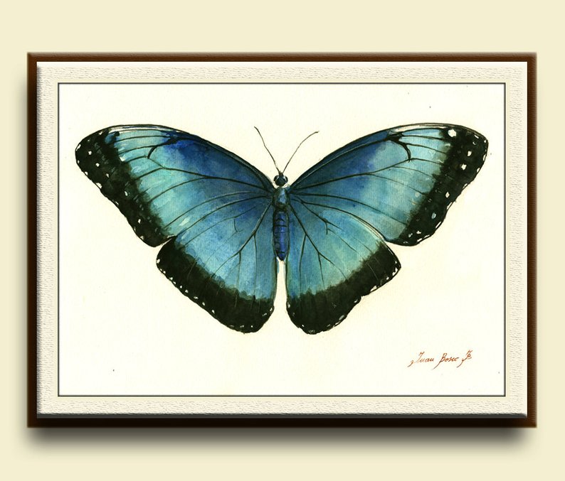 794x677 print blue morpho butterfly insect art drawing print etsy - Blue Morpho Butterfly Drawing
