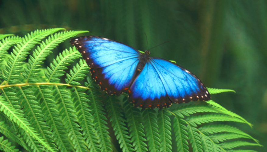 877x500 what are the adaptations for survival of the blue morpho butterfly - Blue Morpho Butterfly Drawing