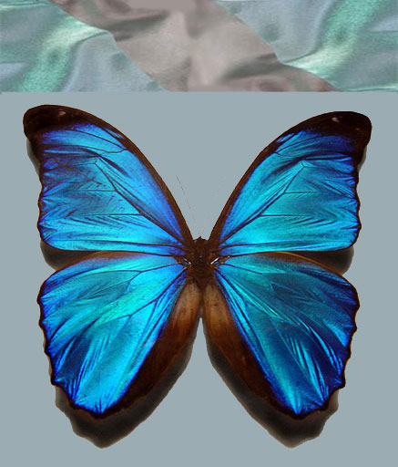 437x512 wing scales cause light to diffract and interfere morpho - Blue Morpho Butterfly Drawing