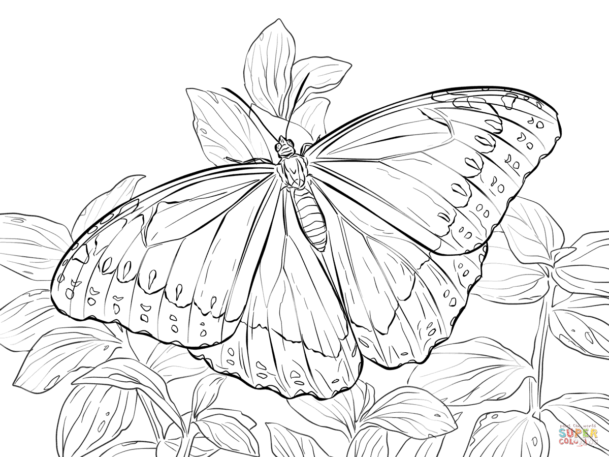 1199x899 blue morpho butterfly coloring page - Blue Morpho Butterfly Drawing