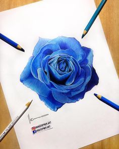 Blue Rose Drawing at PaintingValley.com | Explore collection of Blue ...