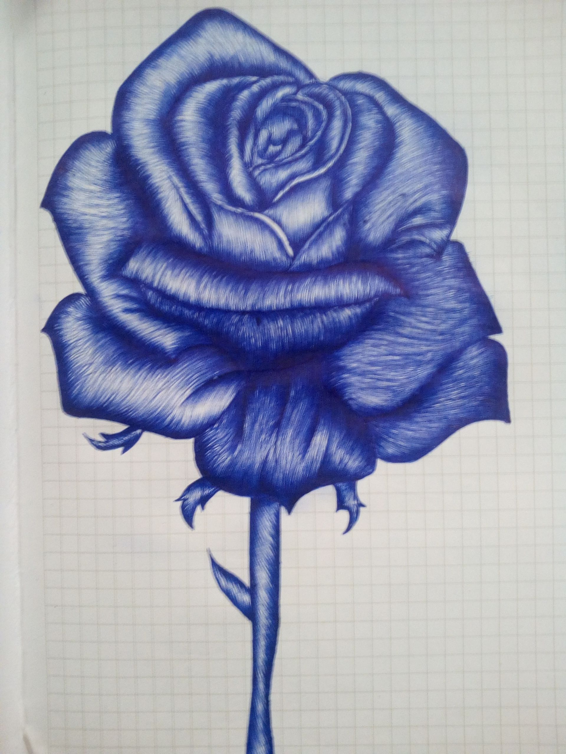 Blue Rose Drawing at PaintingValley.com | Explore collection of Blue ...