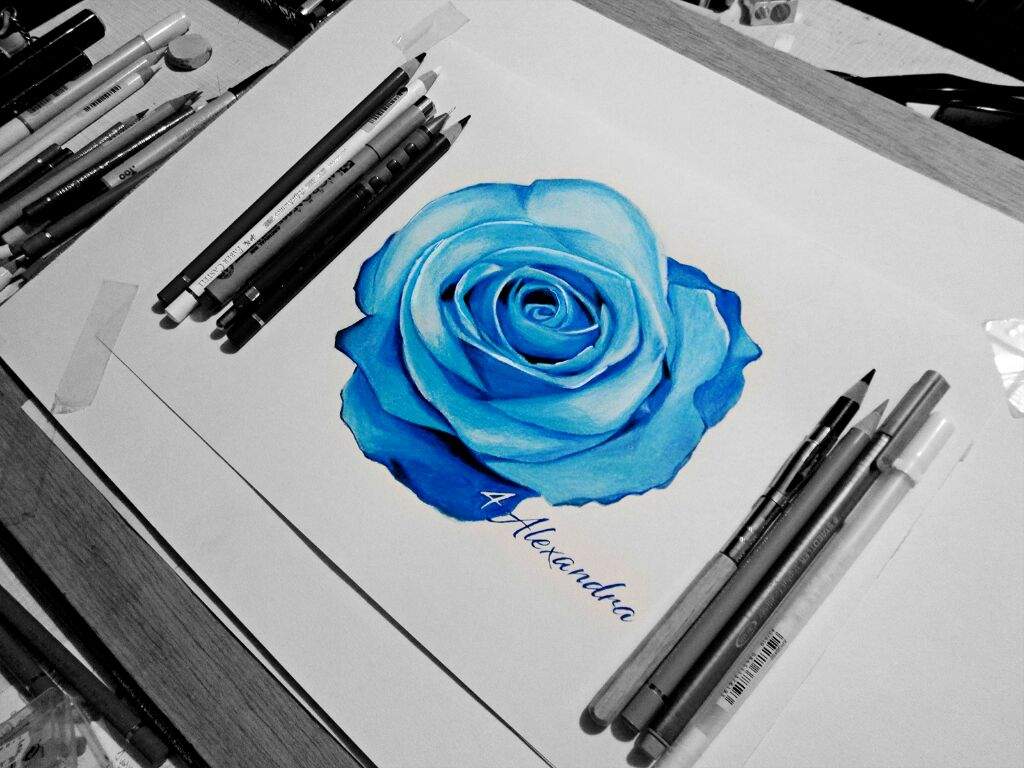 Blue Rose Drawing at PaintingValley.com | Explore collection of Blue ...