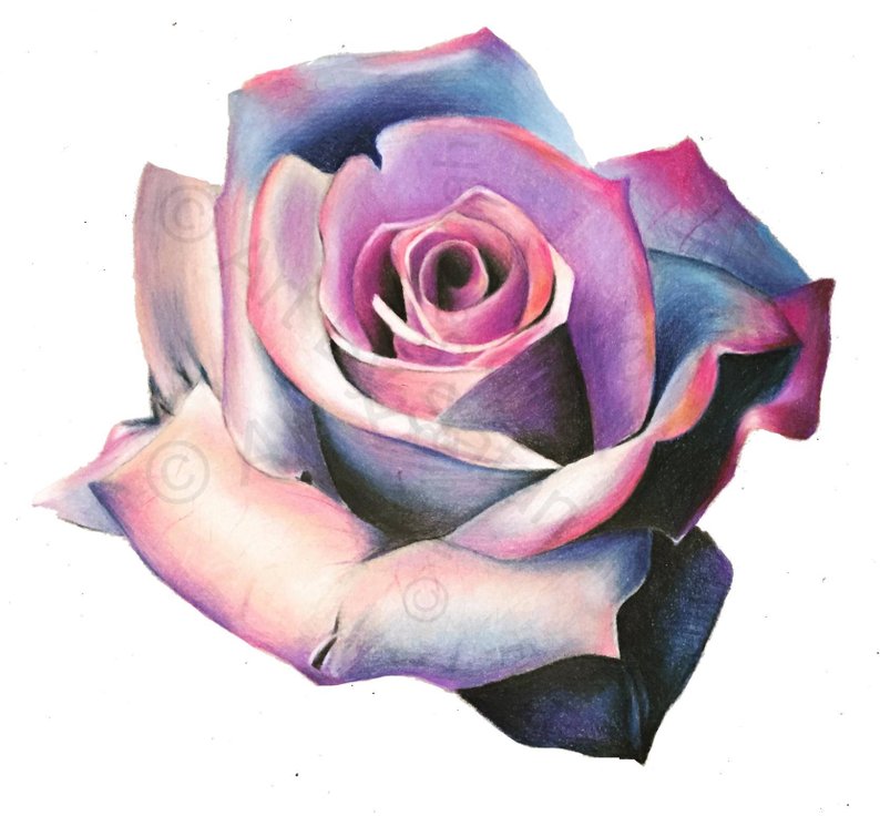 794x736 Colorful Flower Drawing Print Blue And Pink Wall Art Etsy - Blue Rose Drawing