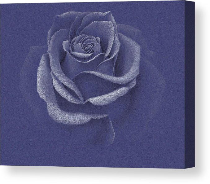 678x594 extraordinary blue rose - Blue Rose Drawing