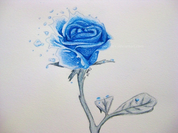 620x465 Rose Drawings Sketches Design Trends - Blue Rose Drawing