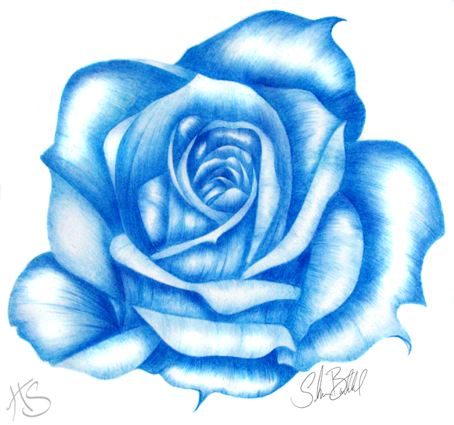 656x614 Rose In Blue - Blue Rose Drawing