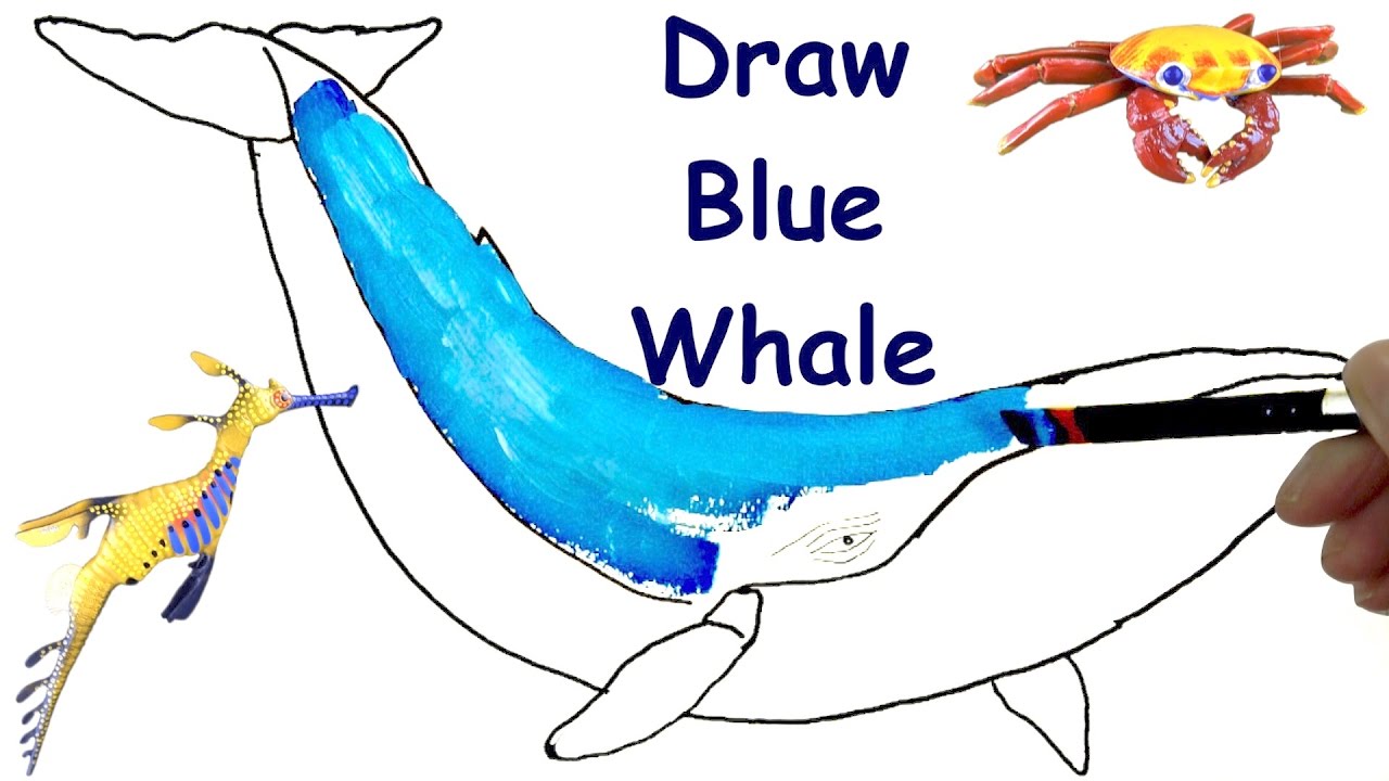 1280x720 how to draw blue whale draw animals - Blue Whale Drawing