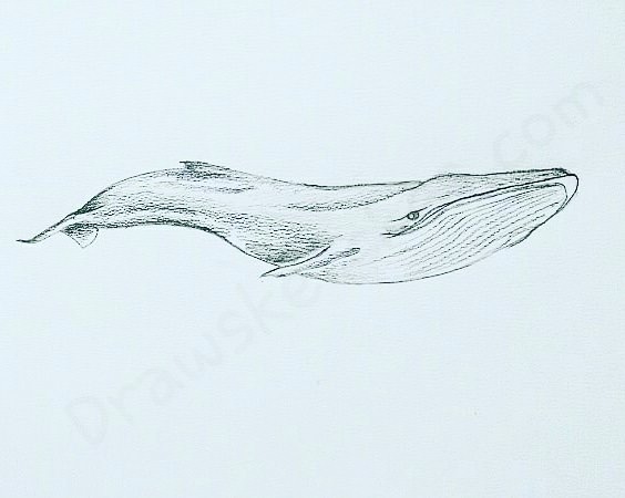 564x450 how to draw a blue whale - Blue Whale Drawing