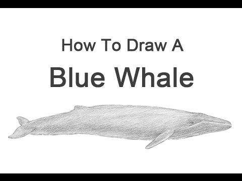 480x360 how to draw a blue whale - Blue Whale Drawing