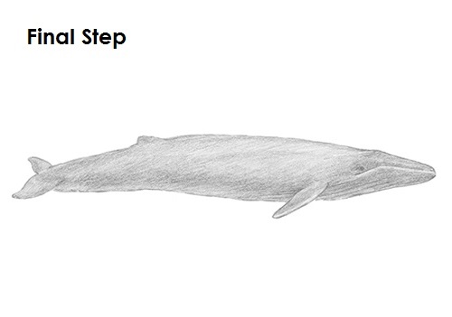 500x351 how to draw a blue whale - Blue Whale Drawing
