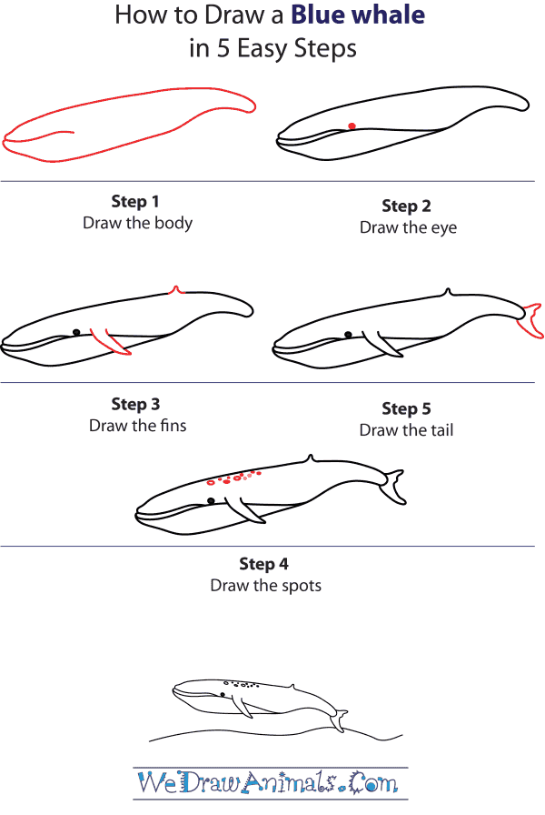 600x896 how to draw a blue whale - Blue Whale Drawing