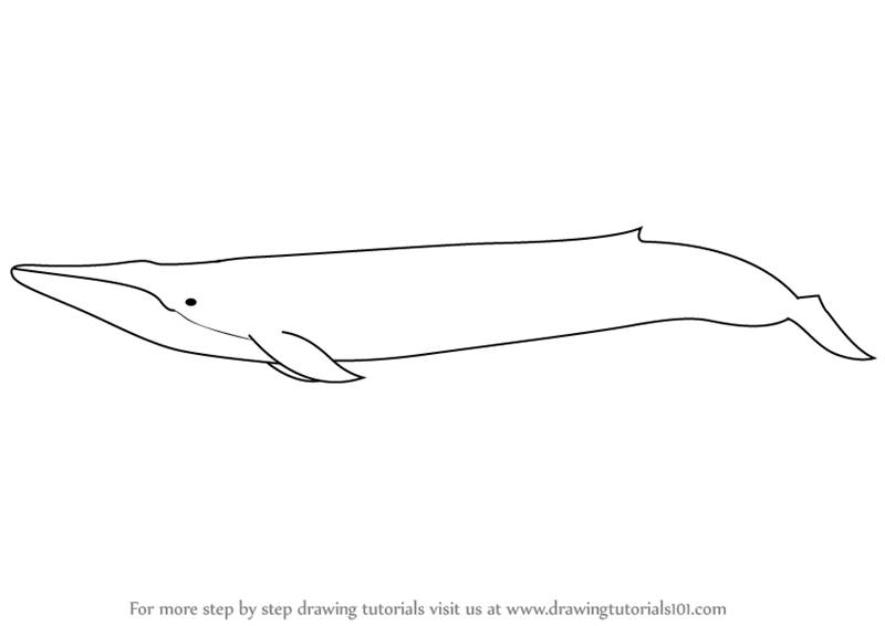 Blue Whale Drawing at PaintingValley.com | Explore collection of Blue ...