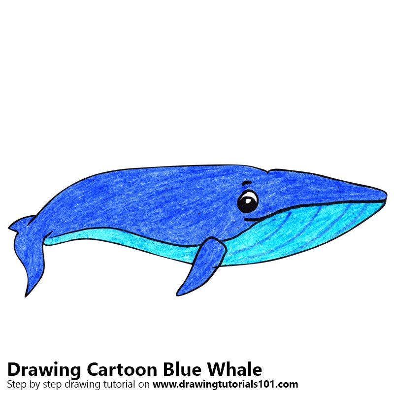 800x800 learn how to draw a cartoon blue whale - Blue Whale Drawing