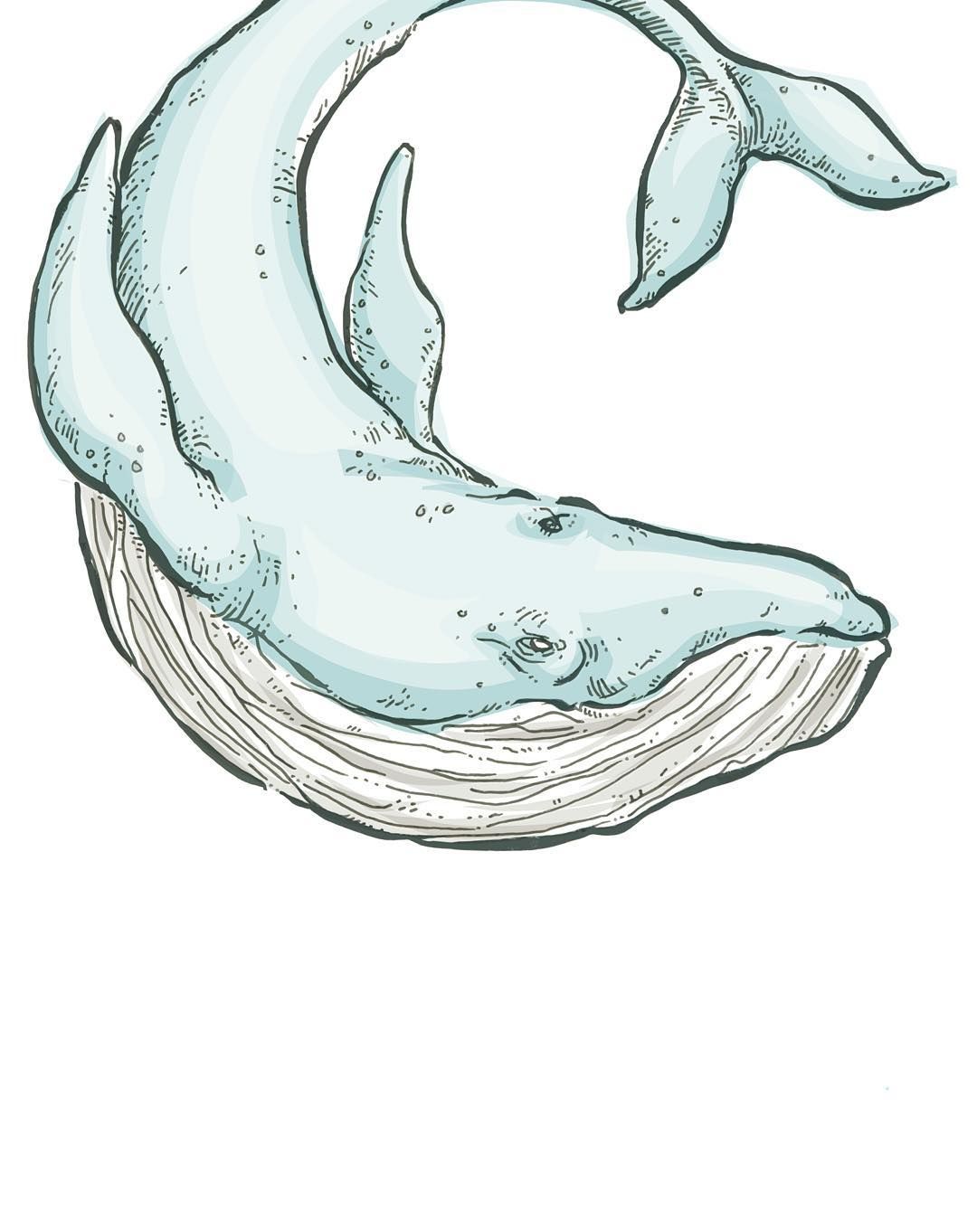 1080x1350 Pin - Blue Whale Drawing
