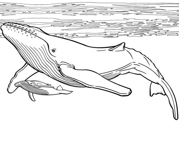 600x472 whale, blue whale and her baby coloring - Blue Whale Drawing