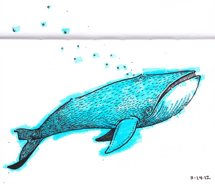 422x360 blue whale drawing jason pearlman - Blue Whale Drawing