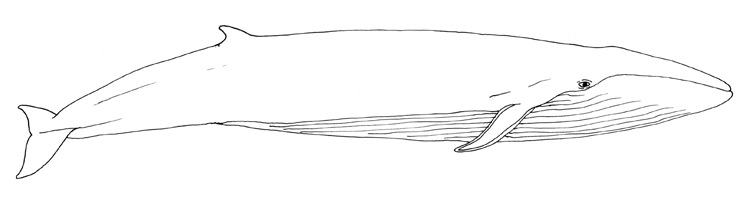750x202 blue whale facts and pictures - Blue Whale Drawing