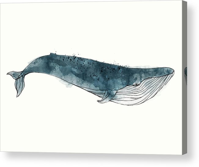 651x544 blue whale from whales chart acrylic print - Blue Whale Drawing