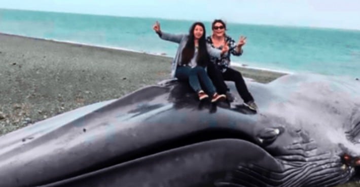 710x370 blue whale is found dead on beach and the locals react - Blue Whale Drawing