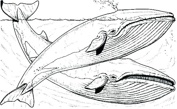 600x370 blue whale coloring whale coloring pages - Blue Whale Line Drawing