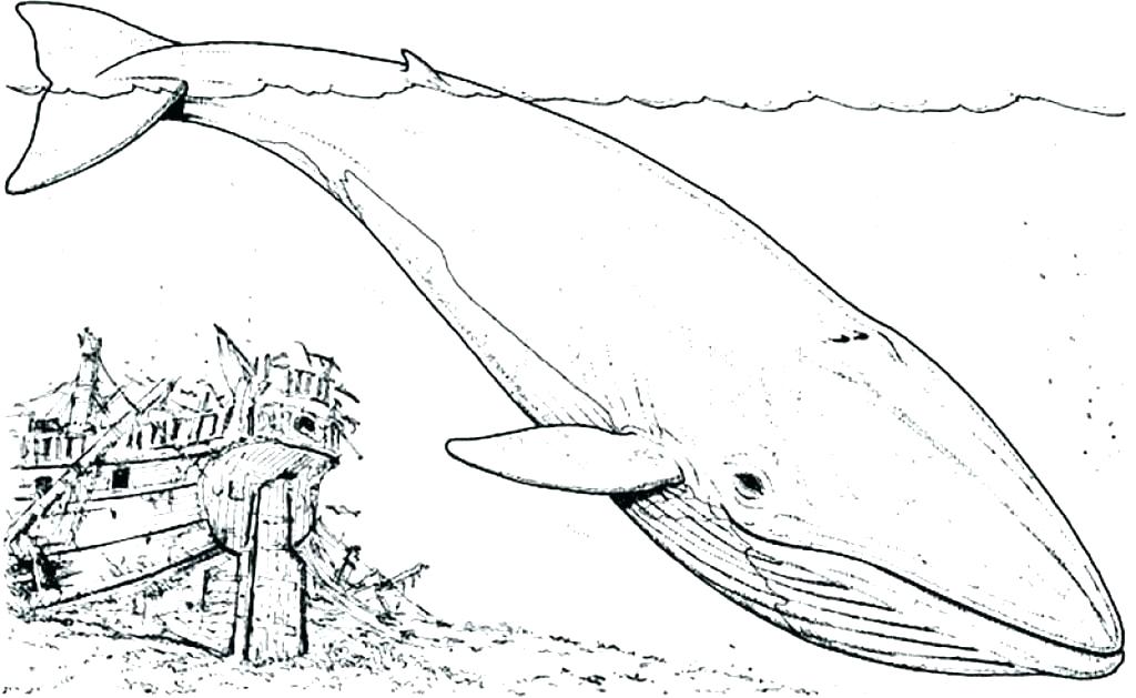 Blue Whale Line Drawing at PaintingValley.com | Explore collection of ...