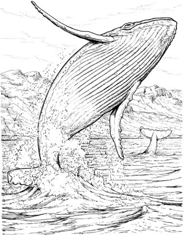 376x480 blue whale jumping out of the water coloring - Blue Whale Line Drawing