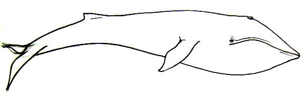 615x201 blue whale line drawing - Blue Whale Line Drawing