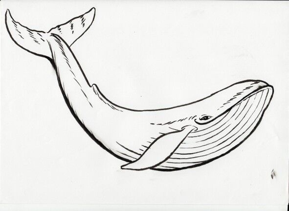 591x431 blue whale whale in whale painting, whale coloring pages - Blue Whale Line Drawing