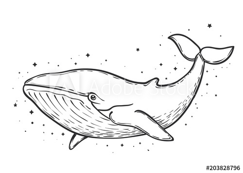 500x357 blue whale and stars art work, vector illustration - Blue Whale Line Drawing