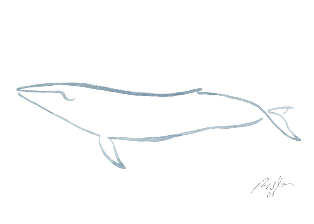 1000x714 Brazzlebird - Blue Whale Line Drawing