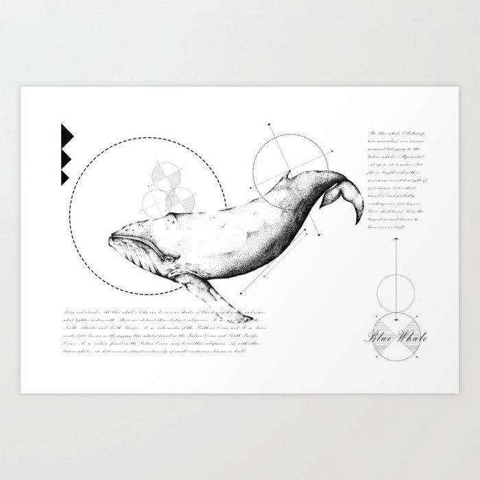 700x700 geometry of a blue whale art print - Blue Whale Line Drawing