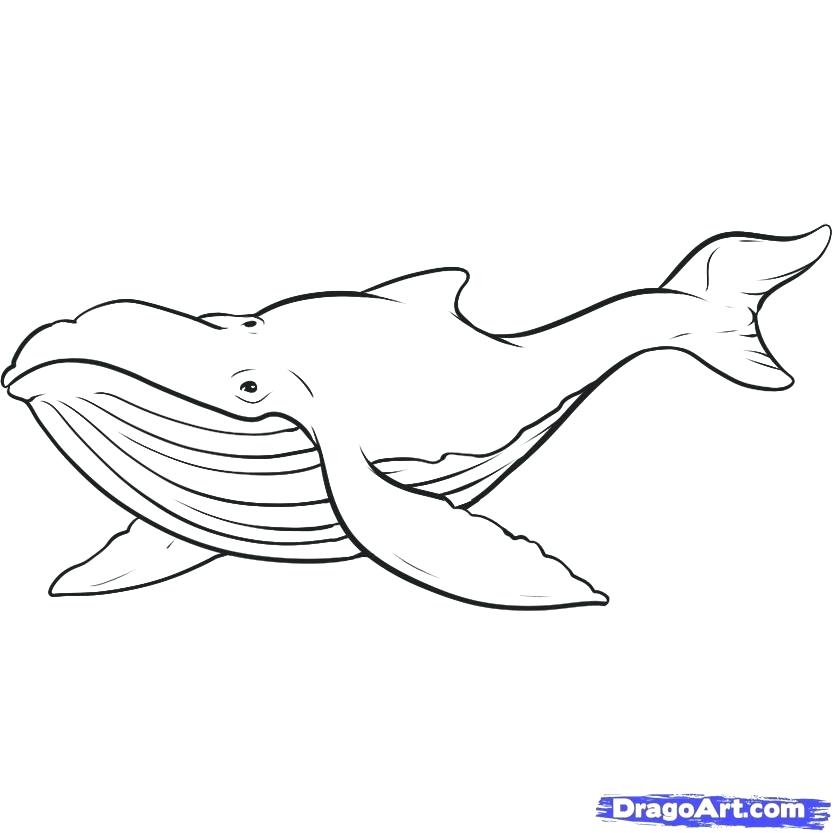 833x833 how to draw a whale combined with how to draw a whale for make - Blue Whale Line Drawing