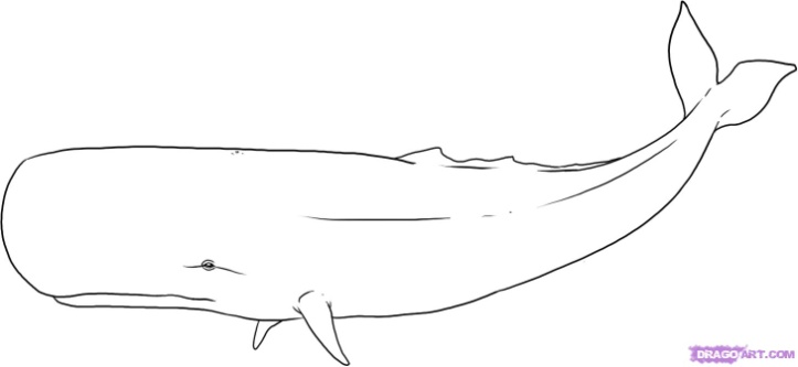 723x333 How To Draw Whales Drawing Tutorials Drawing How To Draw - Blue Whale Line Drawing